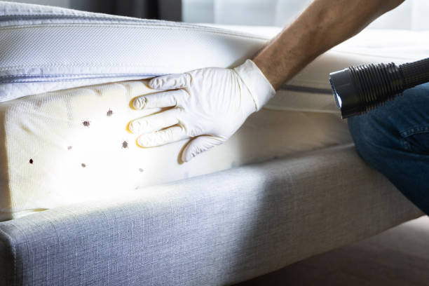 Best Termite Control Services  in Woodbine, IA