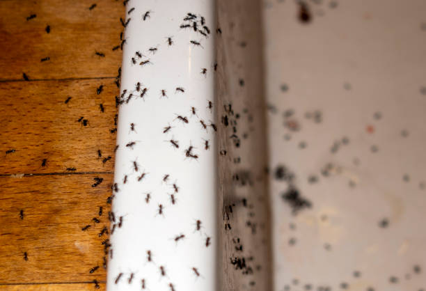 Best Affordable Pest Control Services  in Woodbine, IA